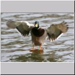 Anas platyrhynchos - Stockente 23.jpg